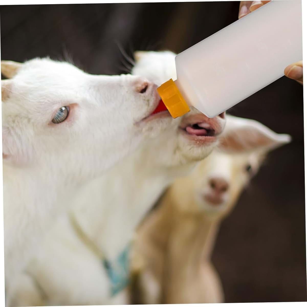 Yardenfun Multifunctional Lamb Feeding Bottles Set