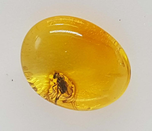 AMBERMILANA Natural Fossil Baltic Amber with Insect Inclusion in Magnifying Box/Beautiful Museum Grade/Certified