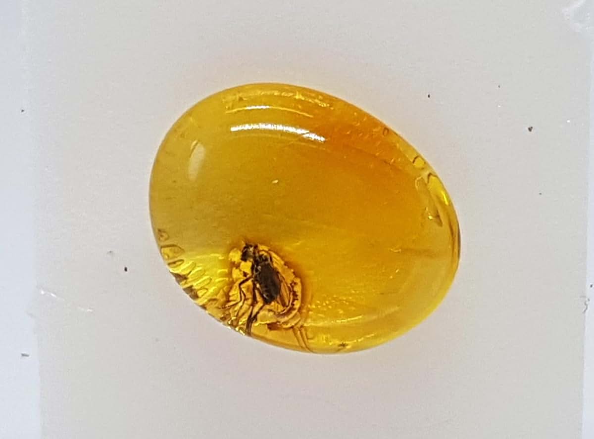 AMBERMILANA Natural Fossil Baltic Amber with Insect Inclusion in Magnifying Box/Beautiful Museum Grade/Certified