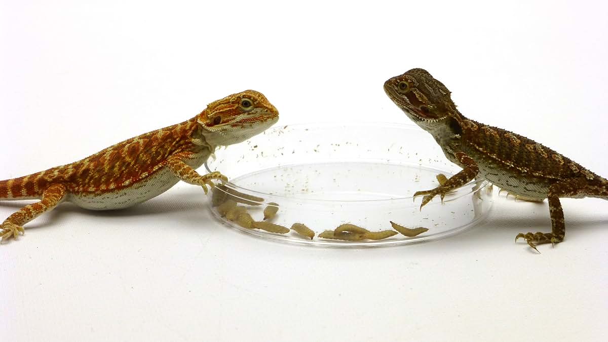 Carolina Custom Cages Phoenix Worms Dishes