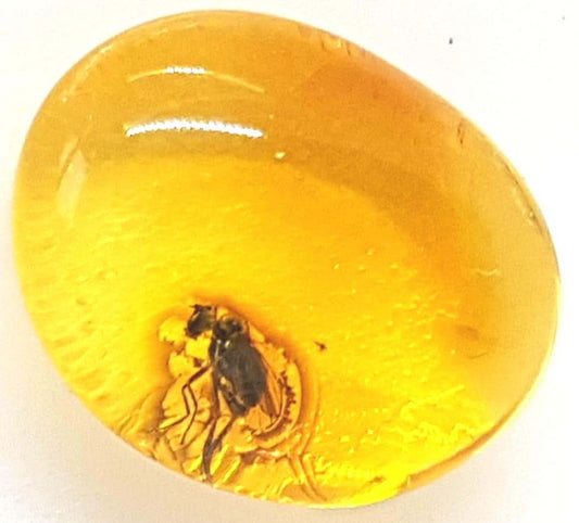 AMBERMILANA Natural Fossil Baltic Amber with Insect Inclusion in Magnifying Box/Beautiful Museum Grade/Certified