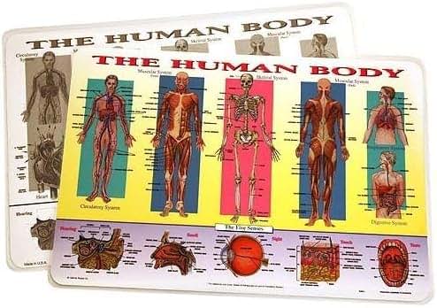 SALES4LESS Learning Human Body Placemat