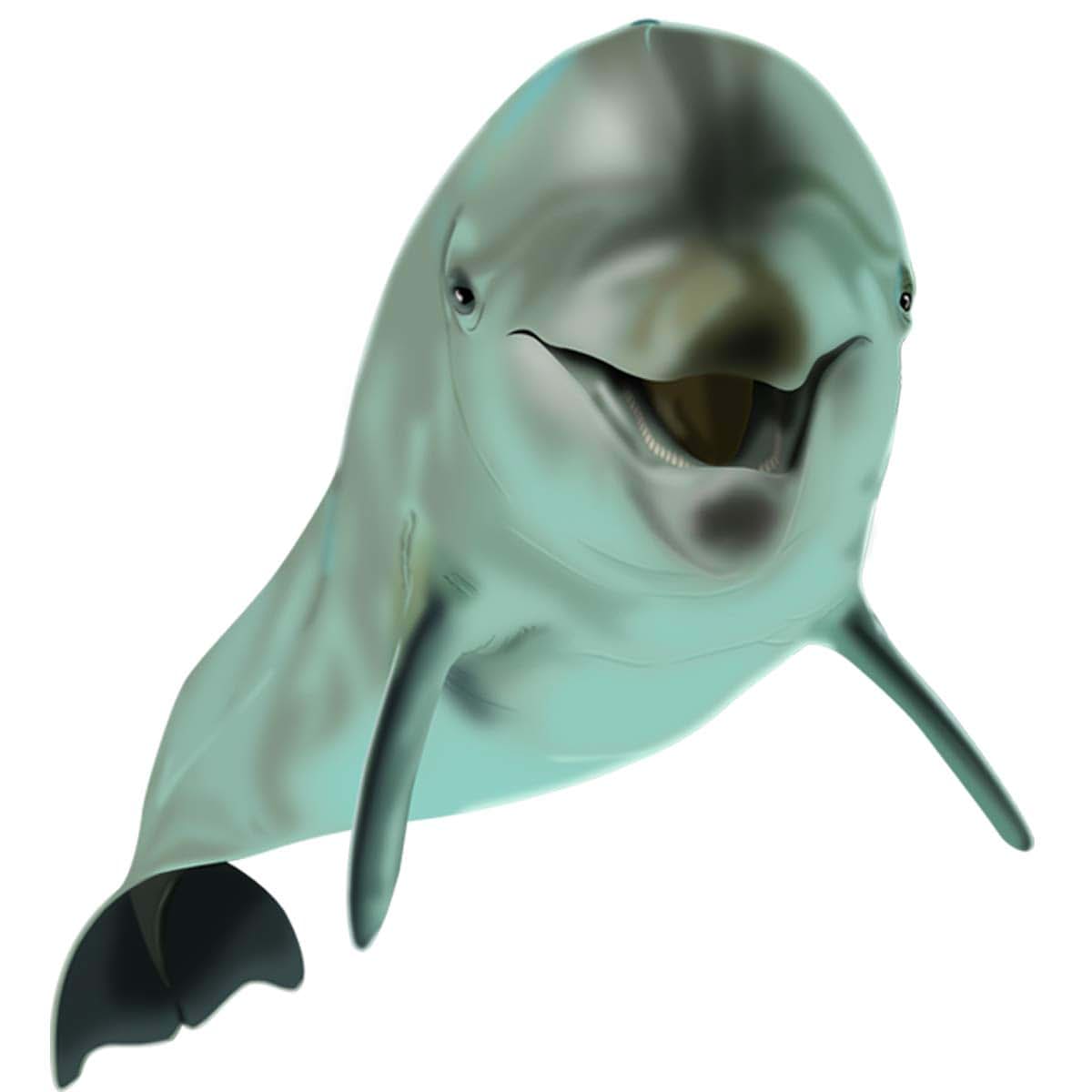 VWAQ Dolphin Wall Decals for Kids Room, Matte Vinyl, 40 x 36 Inches