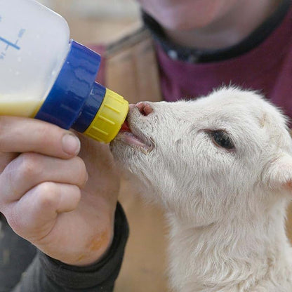 Premier 1 Supplies Wide Mouth Lamb 'N' Kid Feeding Bottle (photo 4)