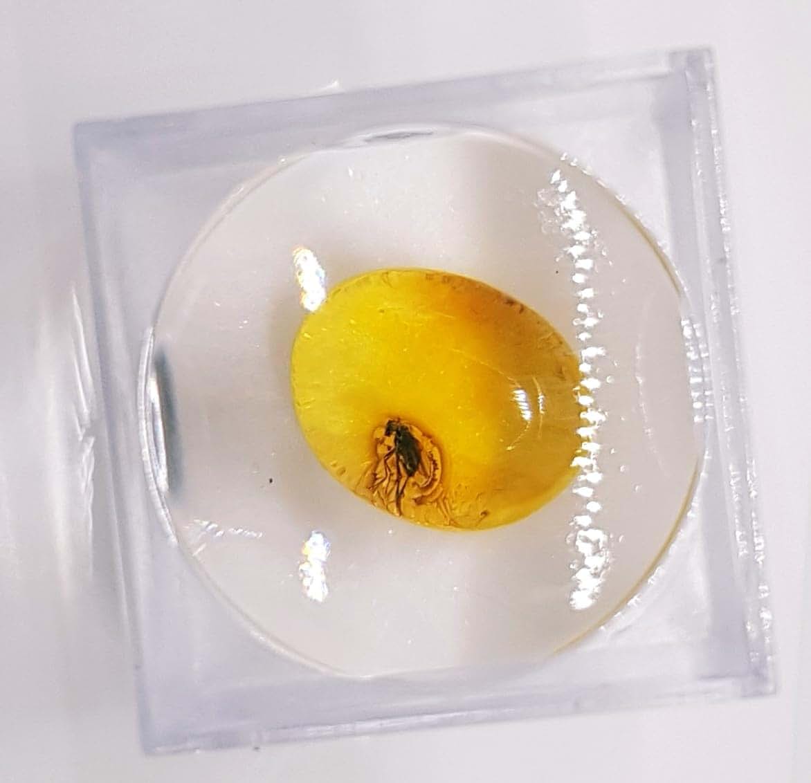 AMBERMILANA Natural Fossil Baltic Amber with Insect Inclusion in Magnifying Box/Beautiful Museum Grade/Certified