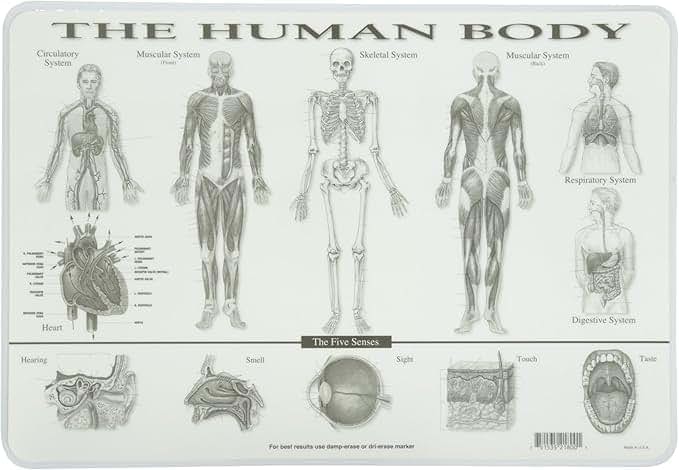 SALES4LESS Learning Human Body Placemat