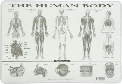 SALES4LESS Learning Human Body Placemat