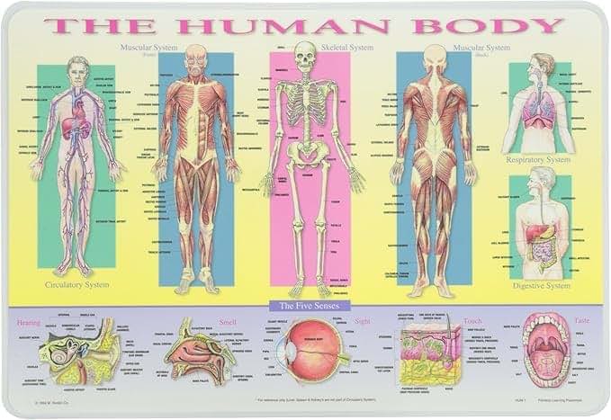 SALES4LESS Learning Human Body Placemat