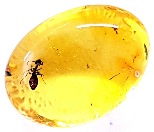 Ambermilana Fossil Baltic Amber With Insect Inclusion In Display Box