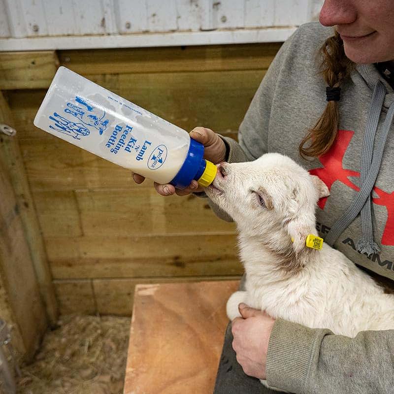 Premier 1 Supplies Wide Mouth Lamb 'N' Kid Feeding Bottle (photo 3)