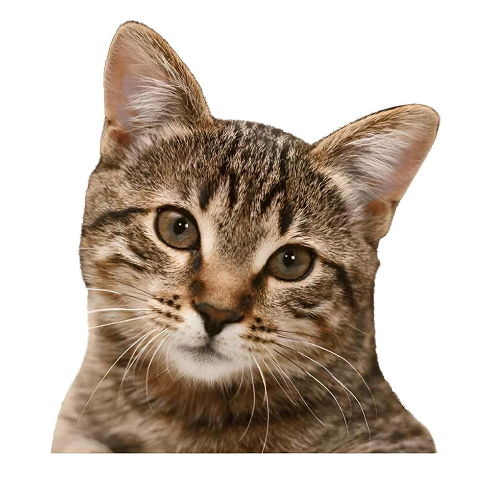 China Cat Car Sticker Waterproof Vinyl Decal