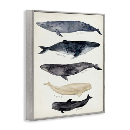 Stupell Industries Antique Whale Chart Framed Giclee Wall Art, 16x20 Inches, Gray Frame