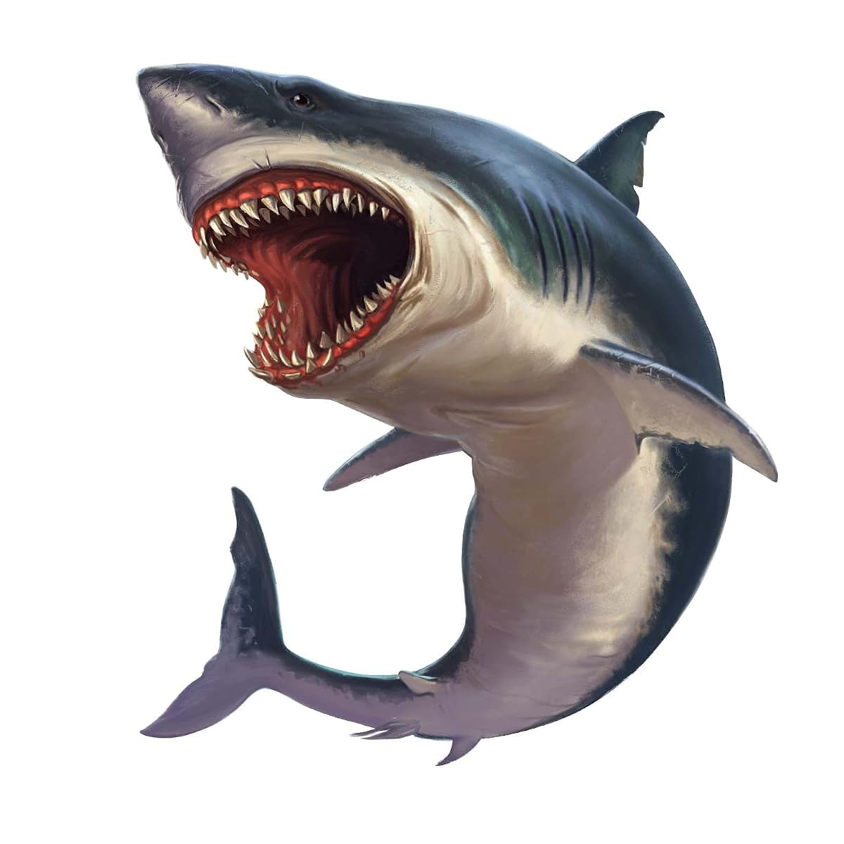 Stickit Graphix Megalodon Shark Wall Decal, 12-Inch Ocean Decor