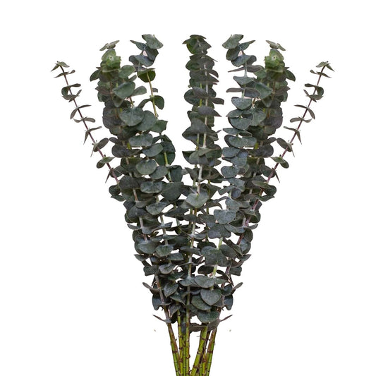 Bloomingmore Farm Fresh Baby Blue Eucalyptus Greens - 50 stems