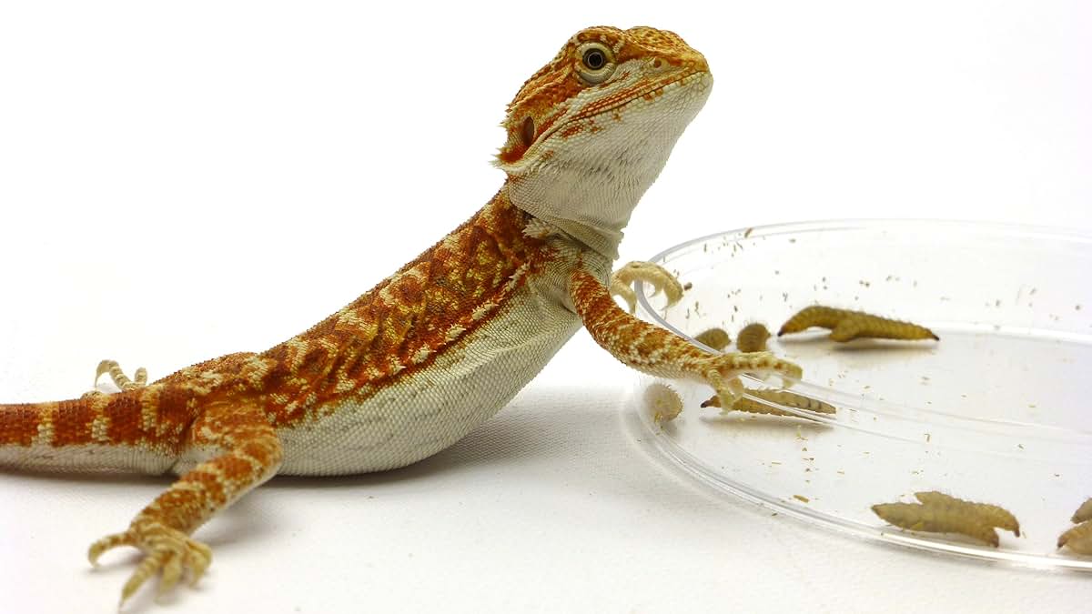 Carolina Custom Cages Phoenix Worms Dishes