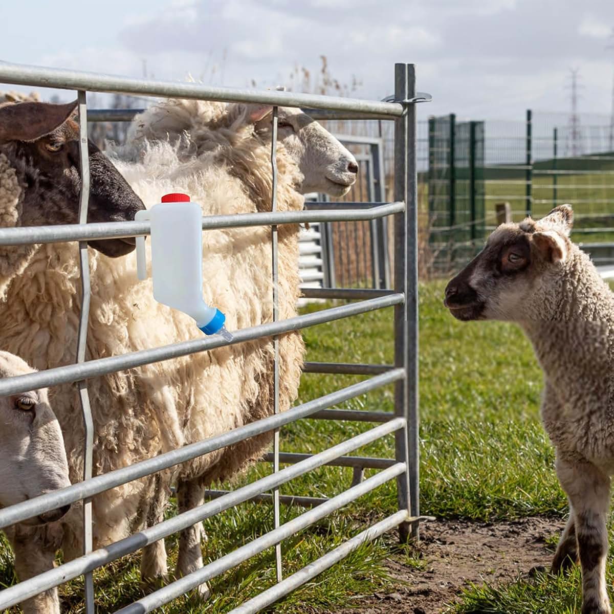 5-Pack 800ml Goat Lamb Feeding Bottles with Handle