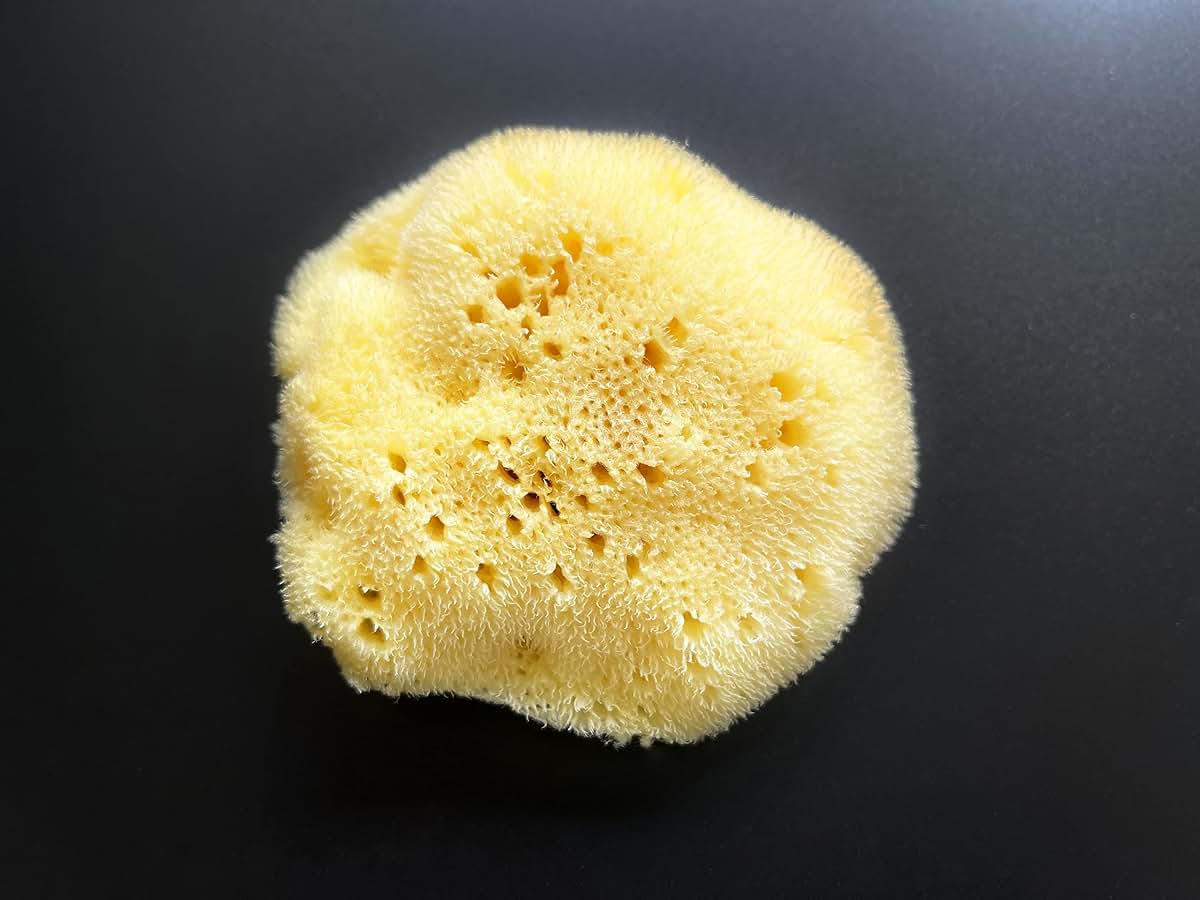 Contented Infant Natural FINA Silk Sea Sponge for Babies, 4-4.5 inch Fine Pore Mediterranean Bath Sponge