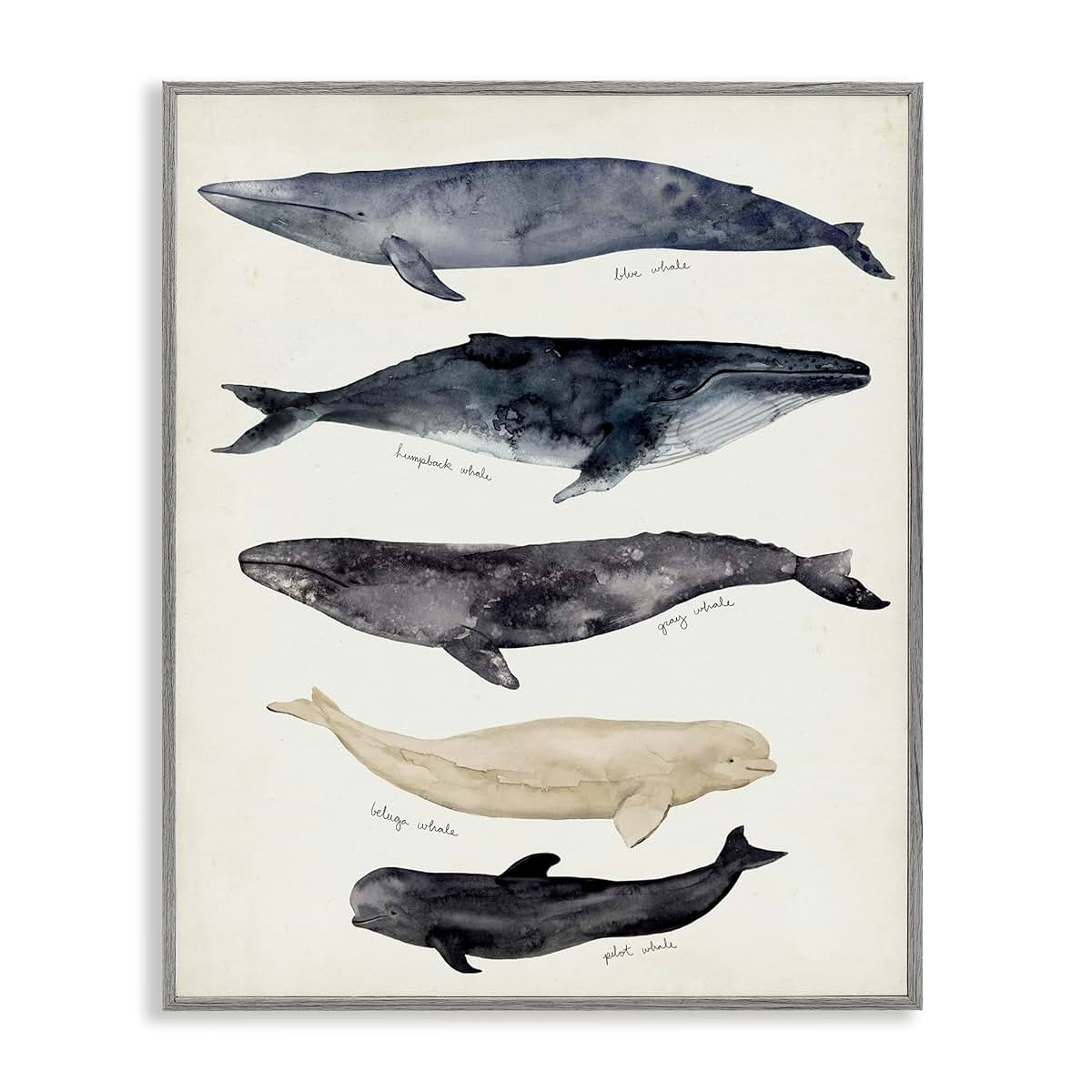 Stupell Industries Antique Whale Chart Framed Giclee Wall Art, 16x20 Inches, Gray Frame