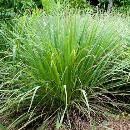 Raven Moonlight Bulk Organic Lemongrass Dried Herb 1 Oz (photo 3)