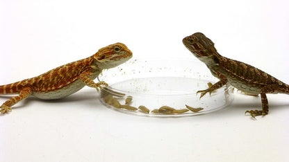 Carolina Custom Cages Phoenix Worms Dishes