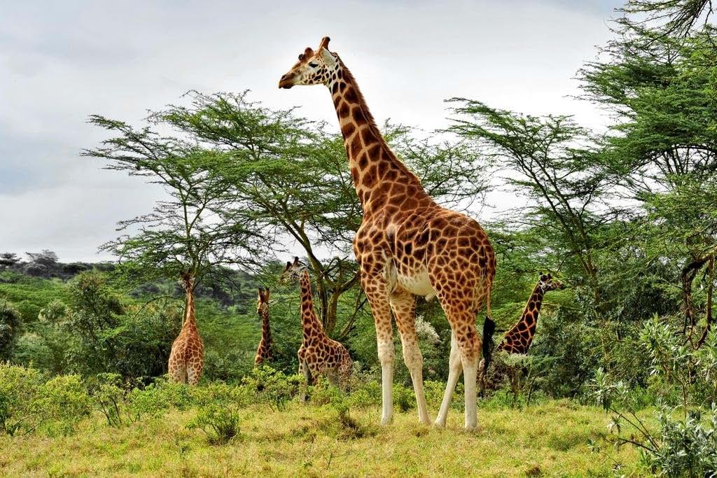 Laminated Tall Giraffe African Safari Dry Erase Wall Art Poster 16x24