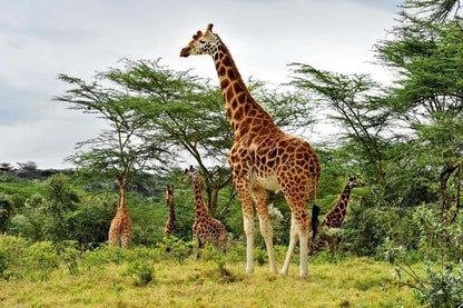 Laminated Tall Giraffe African Safari Dry Erase Wall Art Poster 16x24
